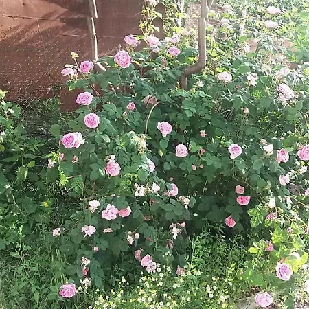 Dacha V Arkadii * Odessa